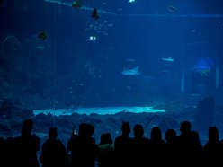 Rekiny w Orientarium Zoo Łódź