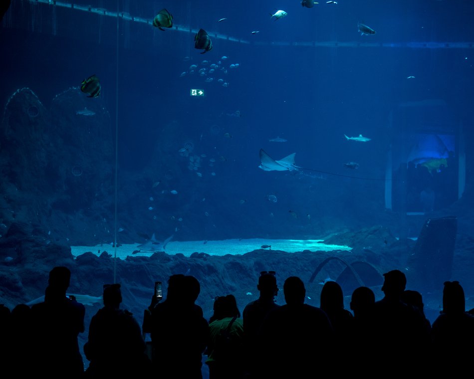 Rekiny w Orientarium Zoo Łódź