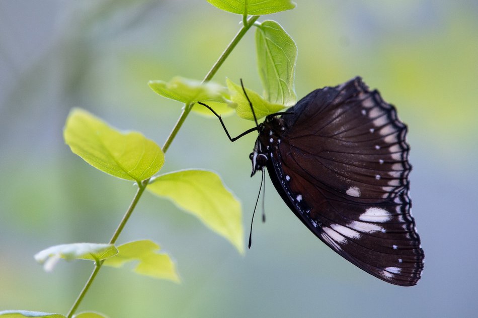 Łódź. Motylarnia w Orientarium Zoo Łódź już otwarta! Zobacz najpiękniejsze motyle świata
