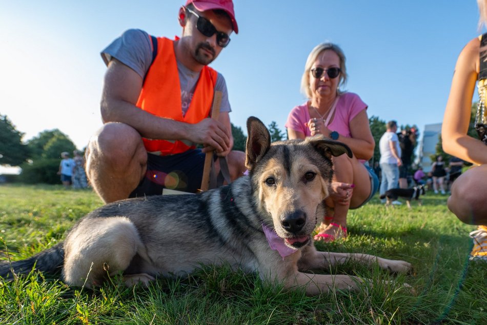 Łódź. Psia Polówka na Widzewskiej Górce. Psiaki przejęły dowodzenie!