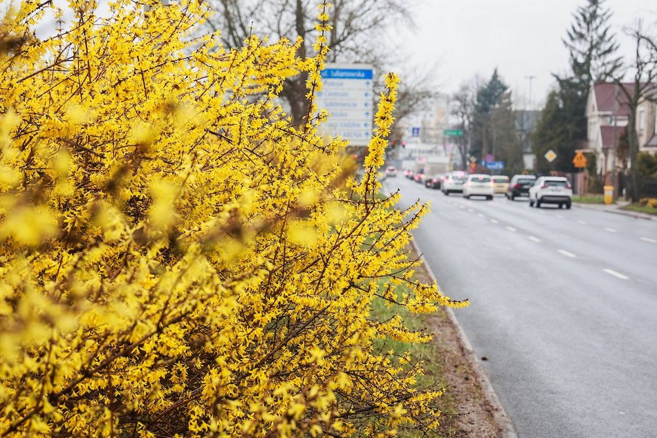 Łódź. Wiosna w pełni przy Julianowskiej. Zakwitły żółte forsycje