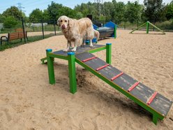Pies na drabince w psim parku