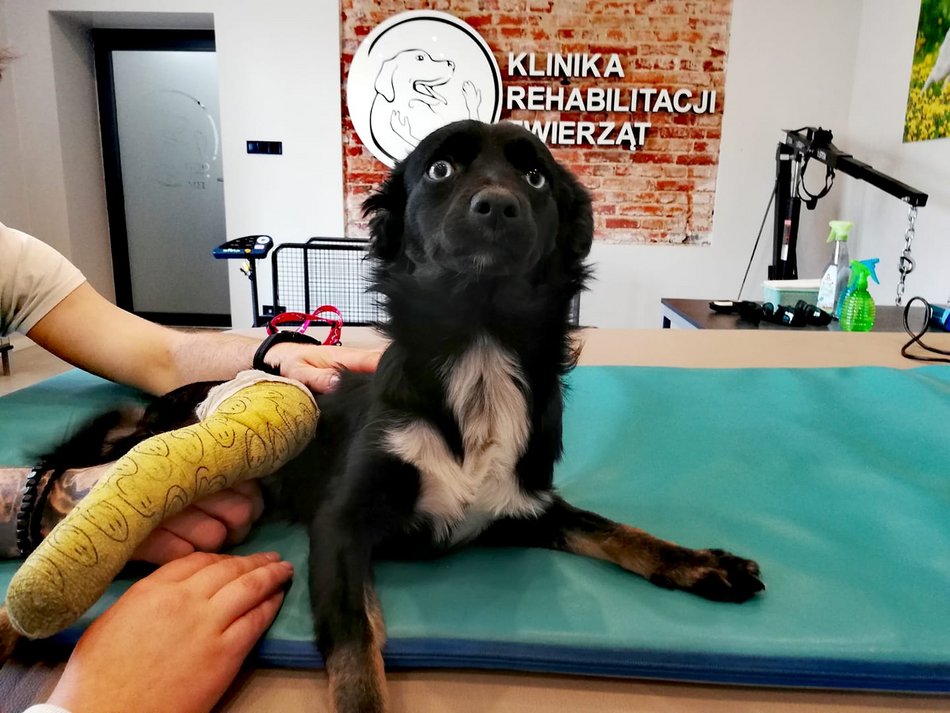 archiwum Fizjo-Pet-Med Kliniki Rehabilitacji Zwierząt w Łodzi