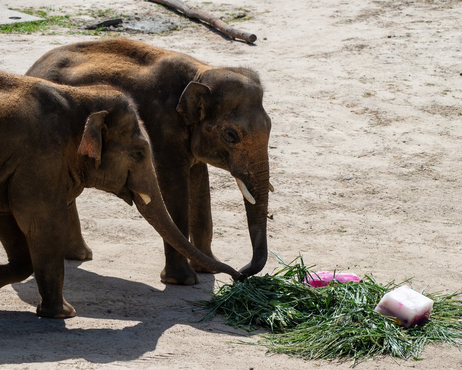 Łódzkie olbrzymy świętują! Dzień Słonia w Orientarium Zoo Łódź