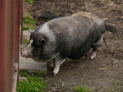 Fundacja Niechciane i Zapomniane pomogła już wielu zwierzętom