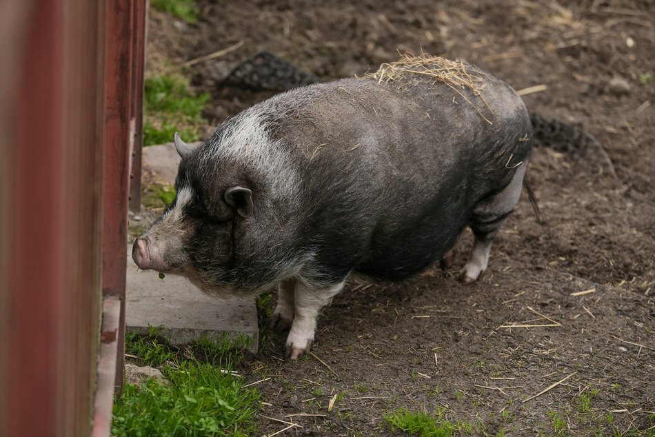 Fundacja Niechciane i Zapomniane pomogła już wielu zwierzętom
