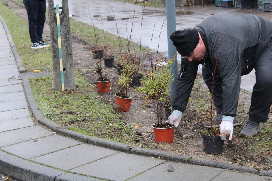 Sadzenie krzewów wzdłuż ulicy Retkińskiej