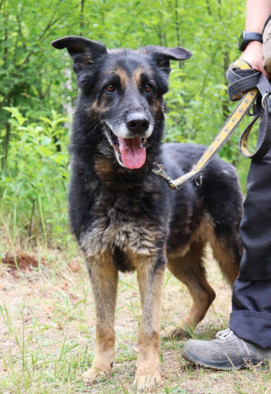 Łódź. Odmień los Astro ze schroniska w Łodzi. Ten piesek jest tam zbyt długo!