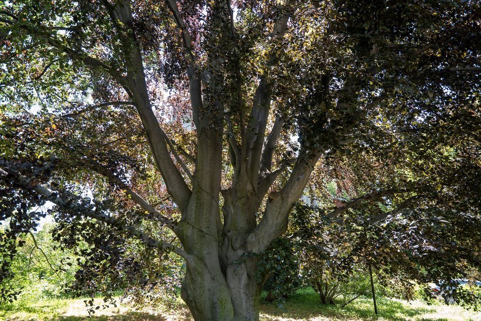 Łódź. Buk w parku Klepacza w Łodzi