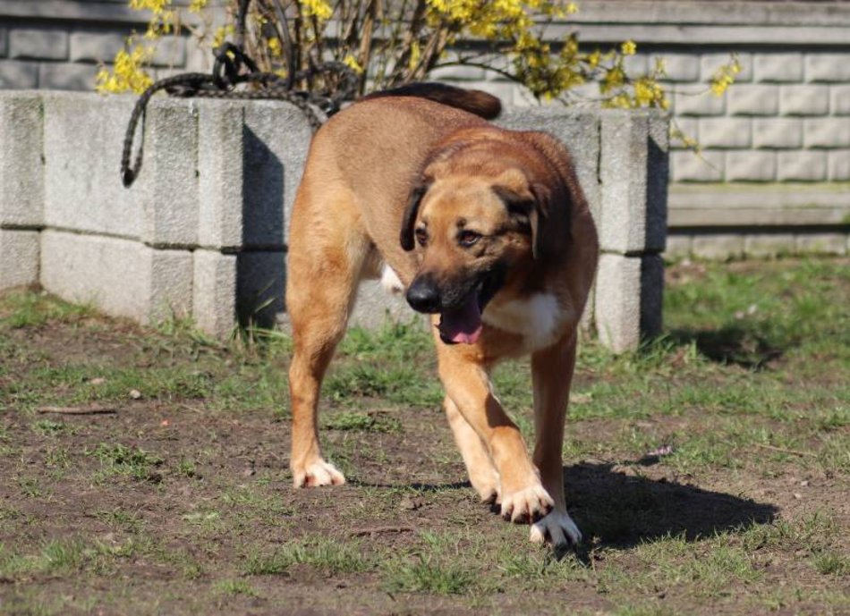 Łódź. Cezar jest w schronisku w Łodzi zdecydowanie za długo. Pomóż mu znaleźć nowy dom!