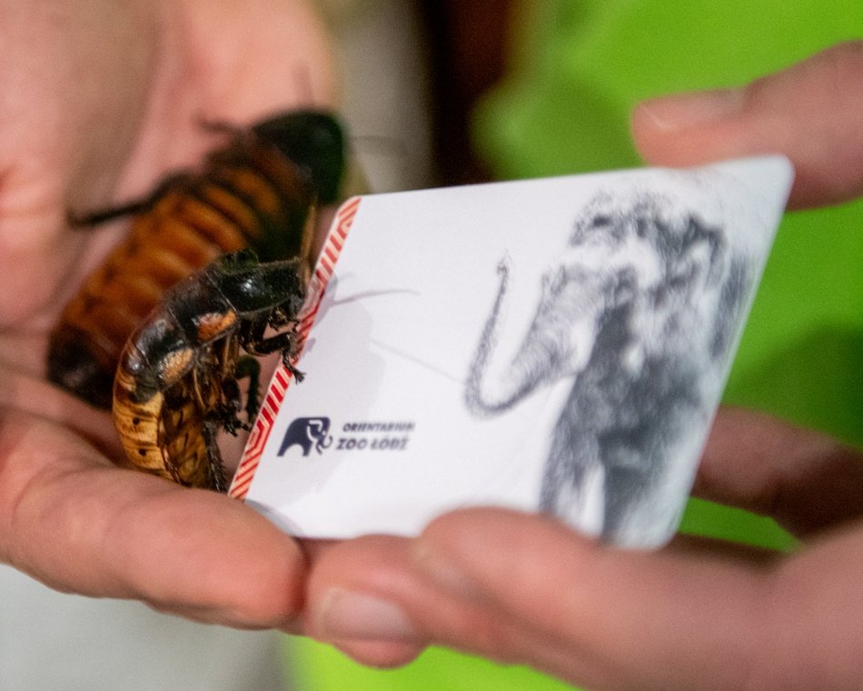 Łódź. Karta roczna do Orientarium Zoo Łódź i karaczany