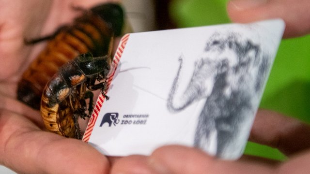 Noworoczne wyzwanie Orientarium Zoo Łódź. Zanurz dłoń w karaczanach i wyciągnij całoroczny karnet