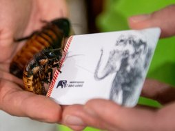 Łódź. Karta roczna do Orientarium Zoo Łódź i karaczany