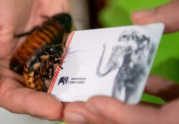 Łódź. Karta roczna do Orientarium Zoo Łódź i karaczany