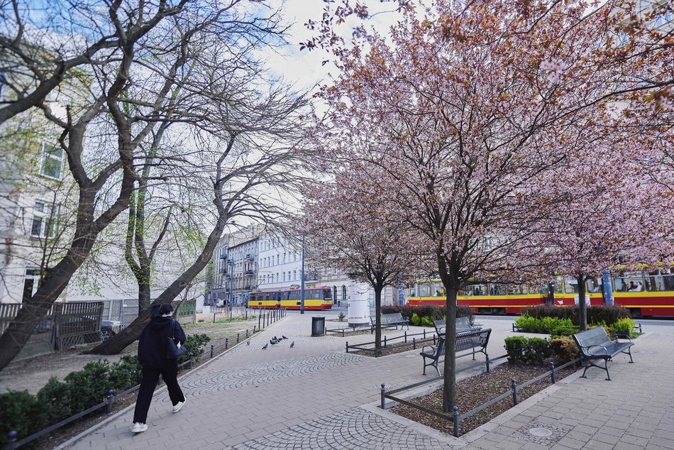 Łódź. Na skrzyżowaniu Kilińskiego i Narutowicza niczym w Japonii. Różowe drzewa przykuwają wzrok!