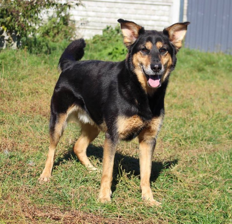 Łódź. Max miłości do adopcji! Wyjątkowy psiak czeka na nową rodzinę w schronisku w Łodzi