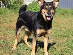 Łódź. Max miłości do adopcji! Wyjątkowy psiak czeka na nową rodzinę w schronisku w Łodzi