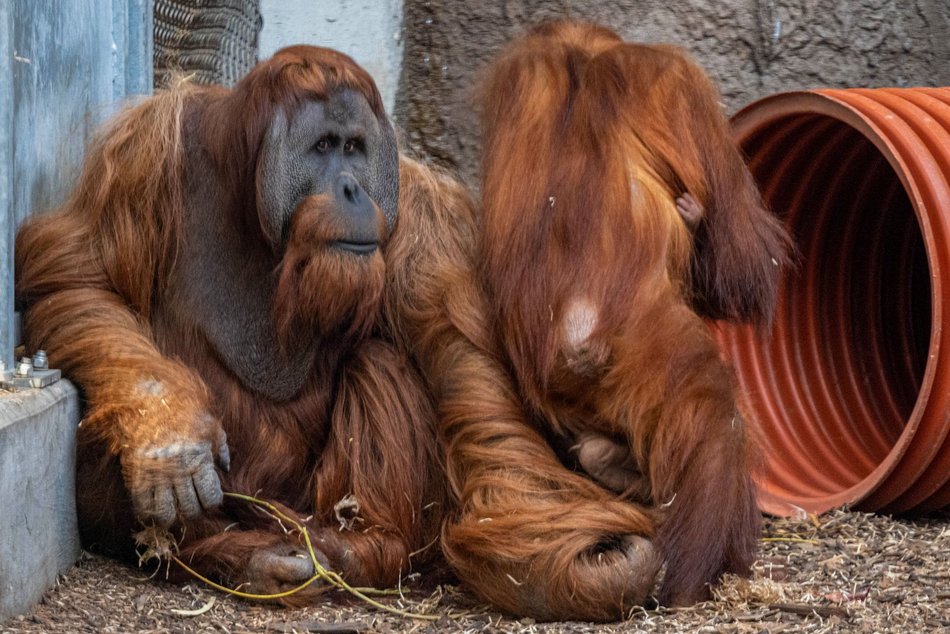 Łódź. Orangutan sumatrzański urodził się w Orientarium Zoo Łódź. To sukces na skalę światową!