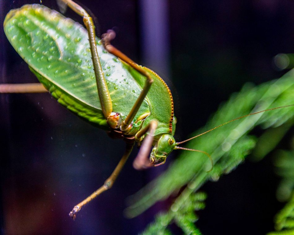 Łódź. Świerszcz kapturowy