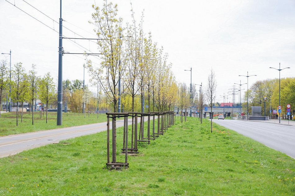 Łódź. Zielona trasa W-Z w Łodzi. Ponad 2 tysiące drzew kwitnie od Retkini po Olechów!