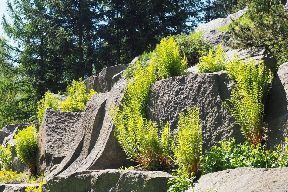 Alpinarium w Ogrodzie Botanicznym w Łodzi