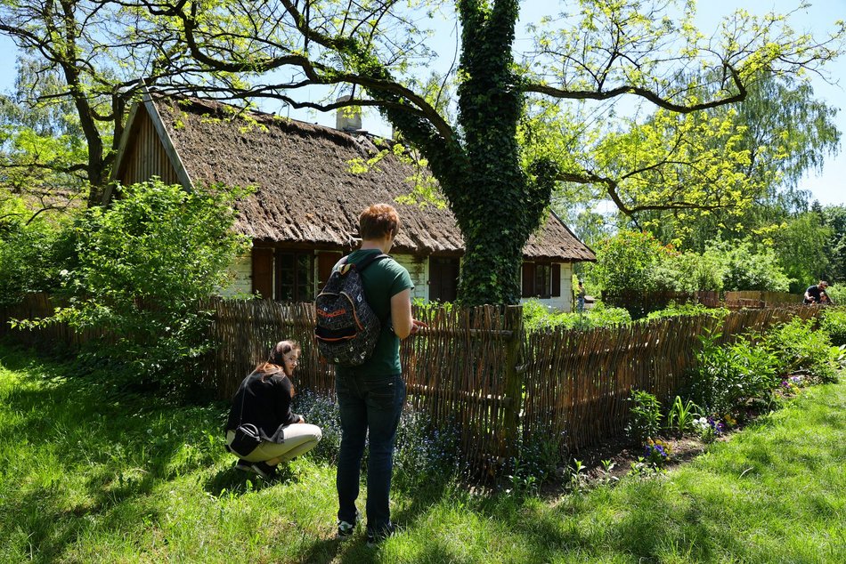 Ogród Botaniczny w Łodzi. Kwitnące rośliny