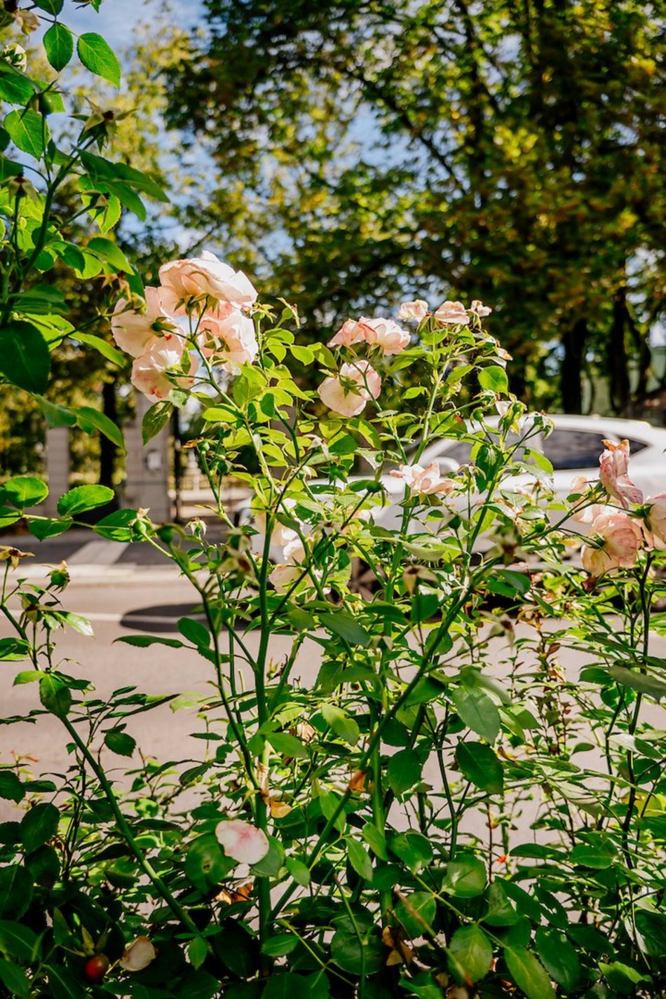 Łódź. Wrzesień w Łodzi potrafi zaskoczyć! Miasto wciąż tętni kolorami i zapachem kwiatów