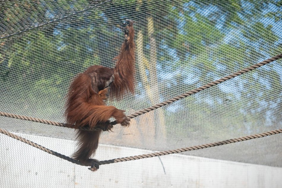 Orangutany hasają już na dworze! Nowy wybieg dla zwierzaków w Orientarium Zoo Łódź