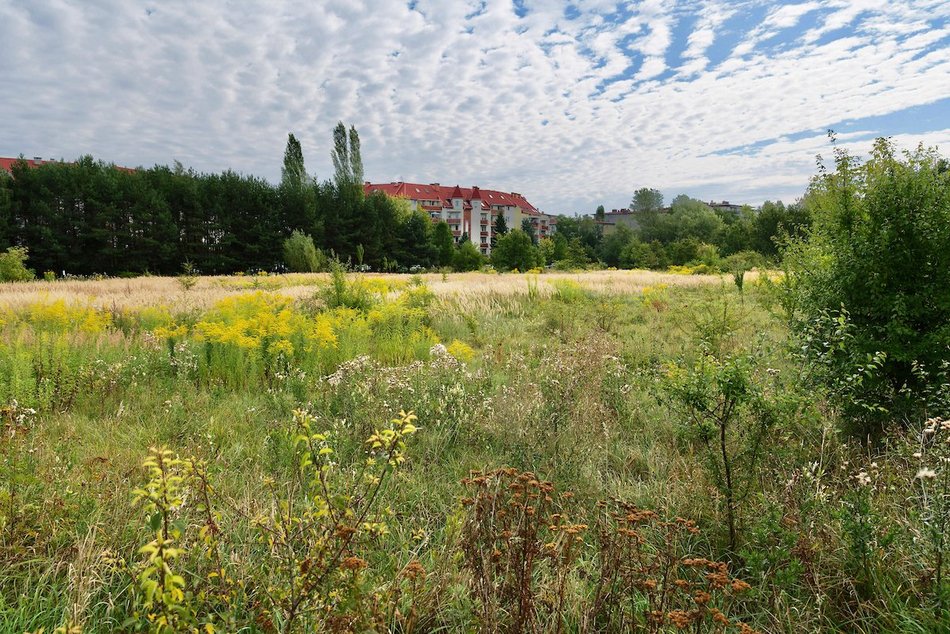 Park Mirabelka w Łodzi. Zielona przestrzeń przy ulicy Ustronnej zyskała nowa nazwę
