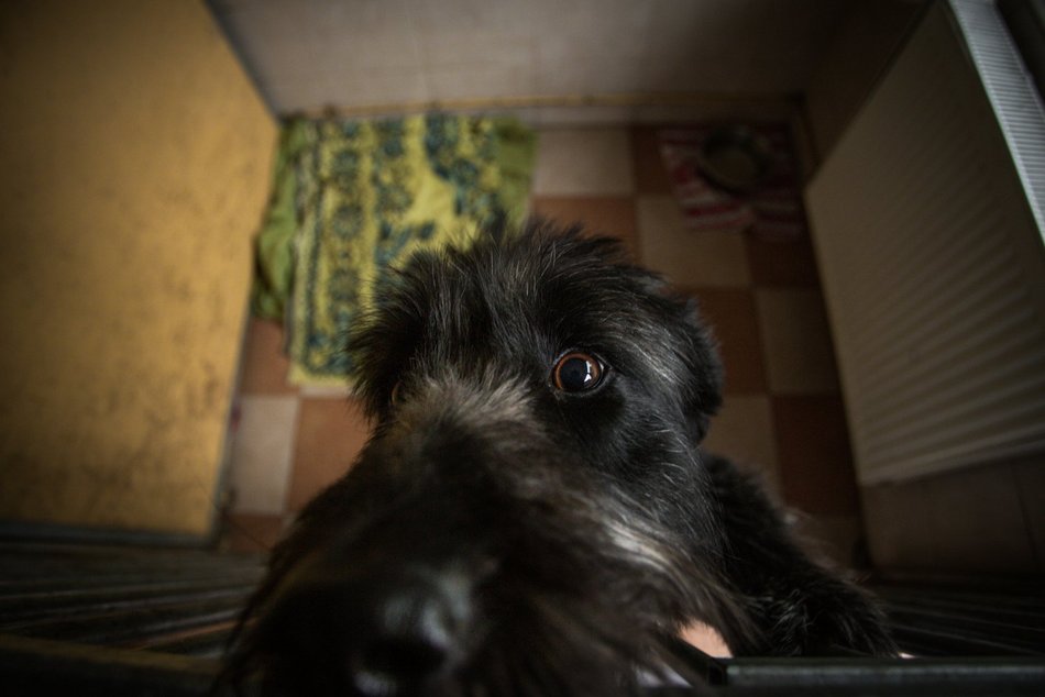 Fundacja Niechciane i Zapomniane pomogła już wielu zwierzętom