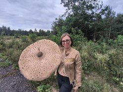 Łódź. Na grzybobranie tylko z taczką! Gigantyczna kania znaleziona w Łódzkiem