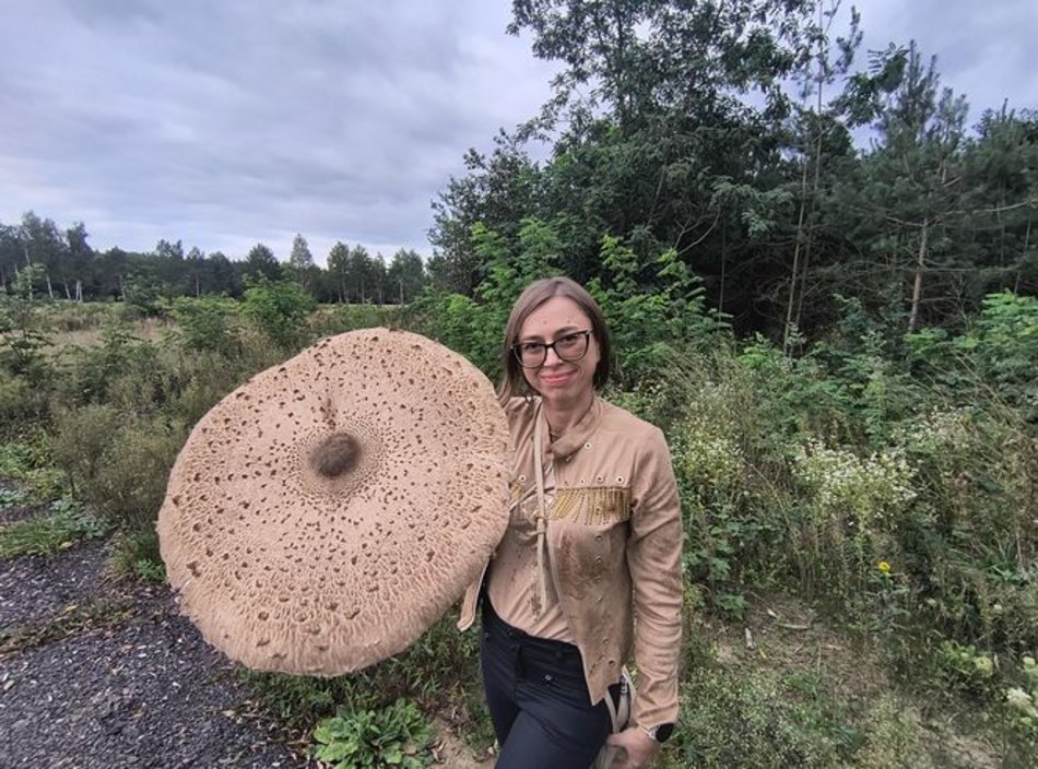Łódź. Na grzybobranie tylko z taczką! Gigantyczna kania znaleziona w Łódzkiem