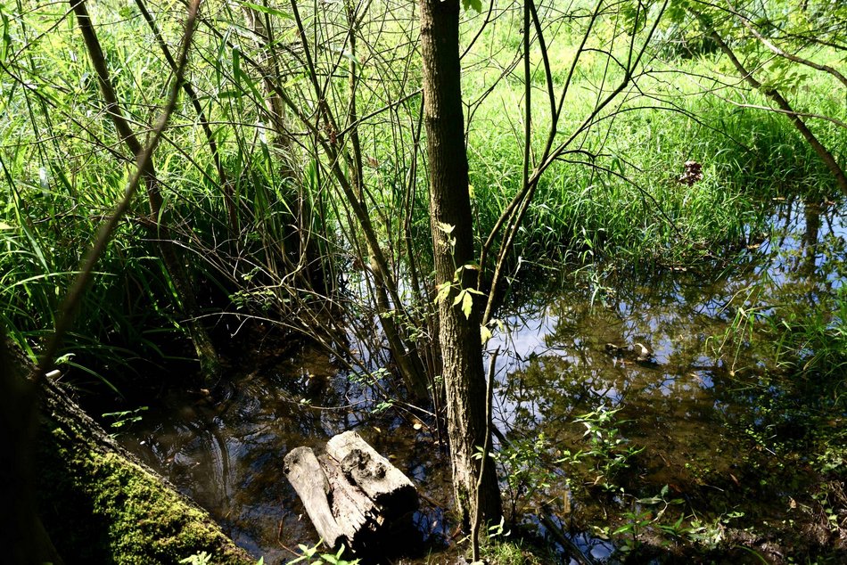 Łódź. Co żyje w rzekach w Łodzi? Dr hab. Mariusz Tszydel wie o tym bardzo dużo!