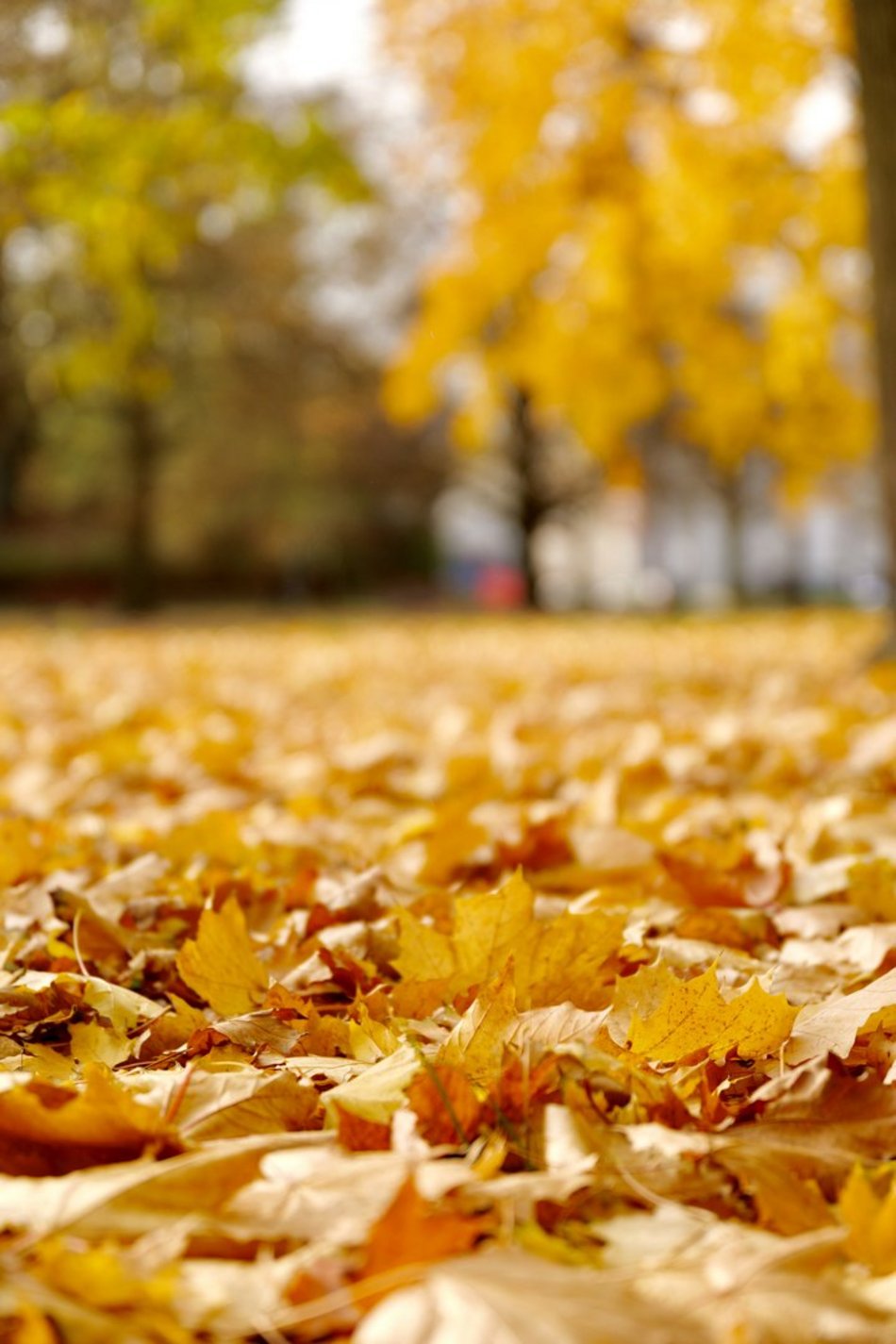 Łódź. Skwer Niemczyka w Łodzi wygląda zjawiskowo. Jesienne barwy nadają mu uroku