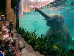 Łódź. Dzień Słonia w Orientarium Zoo Łódź. Gry terenowe, pluszaki i mnóstwo atrakcji