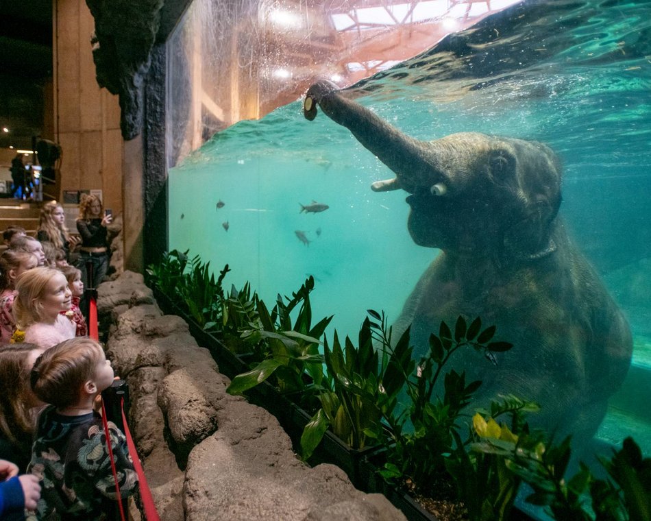 Łódź. Dzień Słonia w Orientarium Zoo Łódź. Gry terenowe, pluszaki i mnóstwo atrakcji