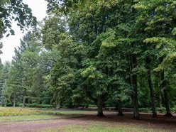 Łódź. Gdzie udać się na zimowy spacer w Łodzi? Las Łagiewnicki, Arturówek i więcej 