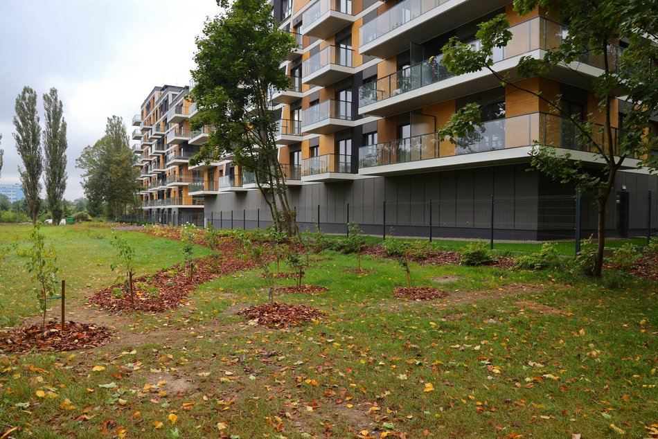 rośliny obok bloków