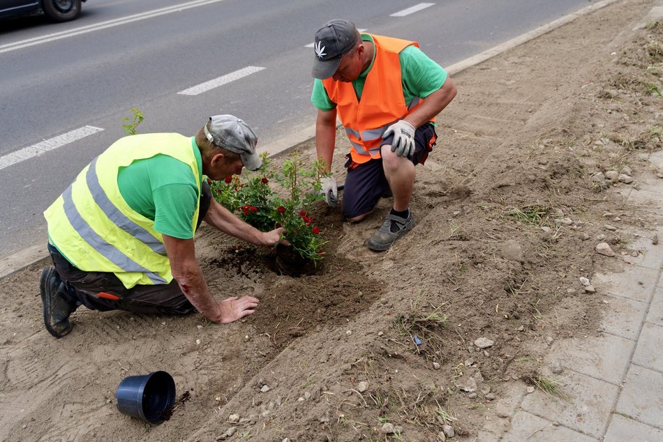 Aleksandrowska zielenieje! Nowe nasadzenia w ramach Budżetu Obywatelskiego Łódź