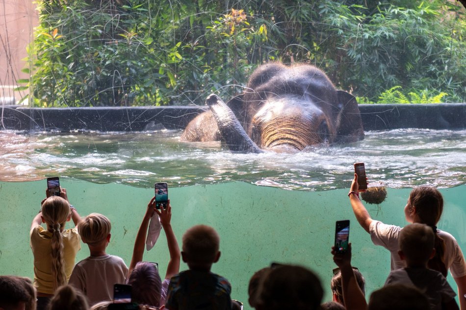 Łódź. Dzień Słonia w Orientarium Zoo Łódź. Tłumy łodzian i mnóstwo dobrej zabawy