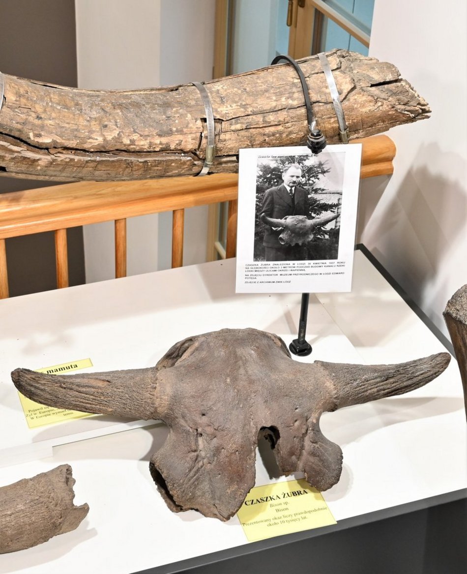 Łódź. Czaszka żubra włochatego