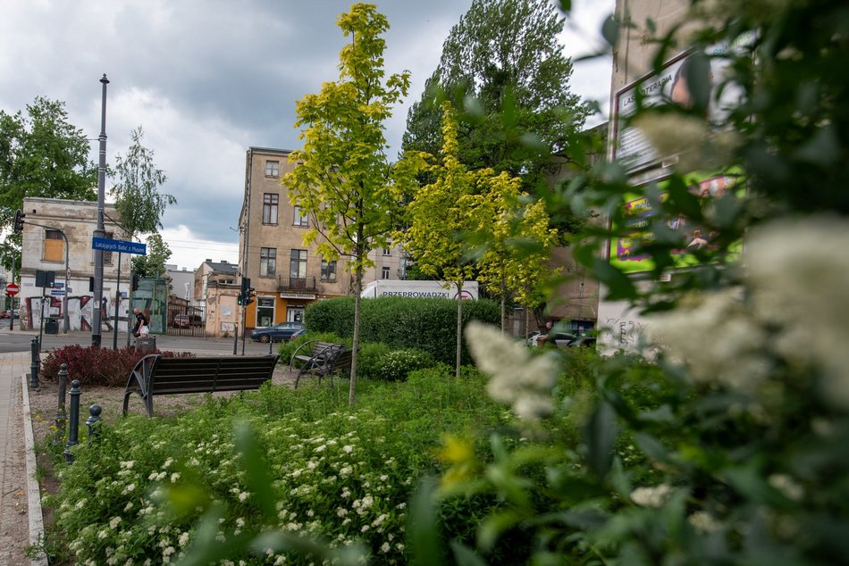Łódź. Kwiaty na skwerze Latających Babć z Plusem w Łodzi