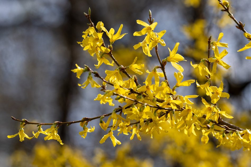 Wiosenny Ogród Botaniczny w Łodzi. Spacer wśród budzącej się do życia przyrody