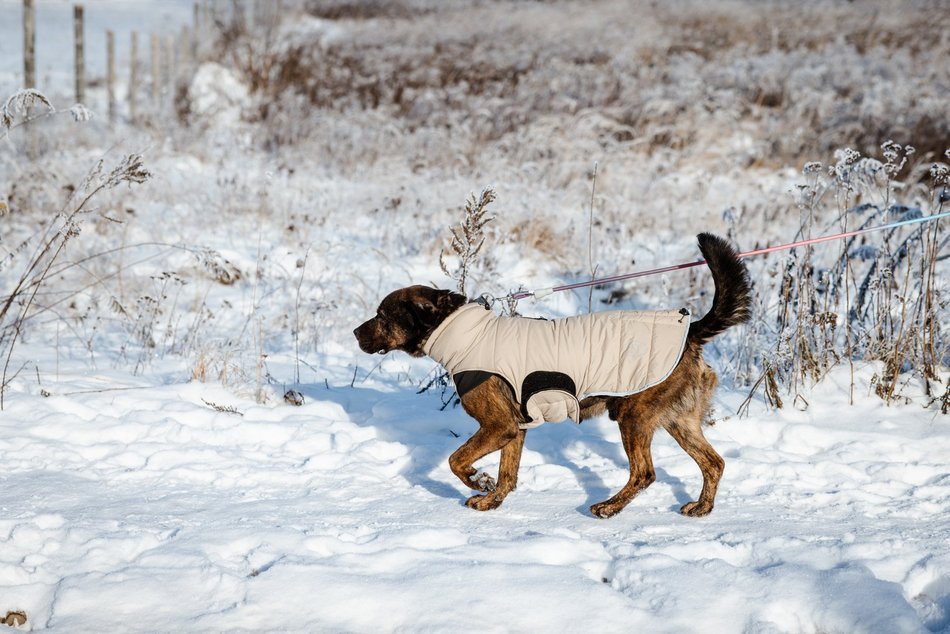 Łódź. Psy ze schroniska w Łodzi na spacerze