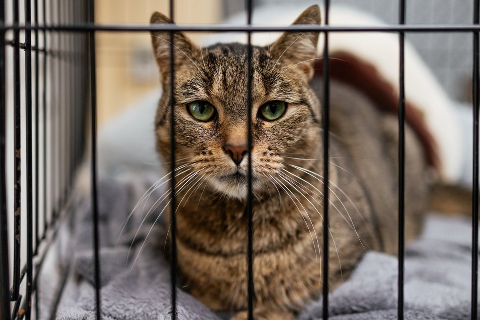 Łódź. Kocie walentynki w schronisku w Łodzi. Zobacz zdjęcia ze spotkania adopcyjnego