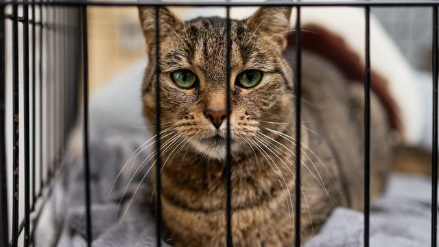 Kocie walentynki w schronisku w Łodzi. Zobacz zdjęcia ze spotkania adopcyjnego [ZDJĘCIA]