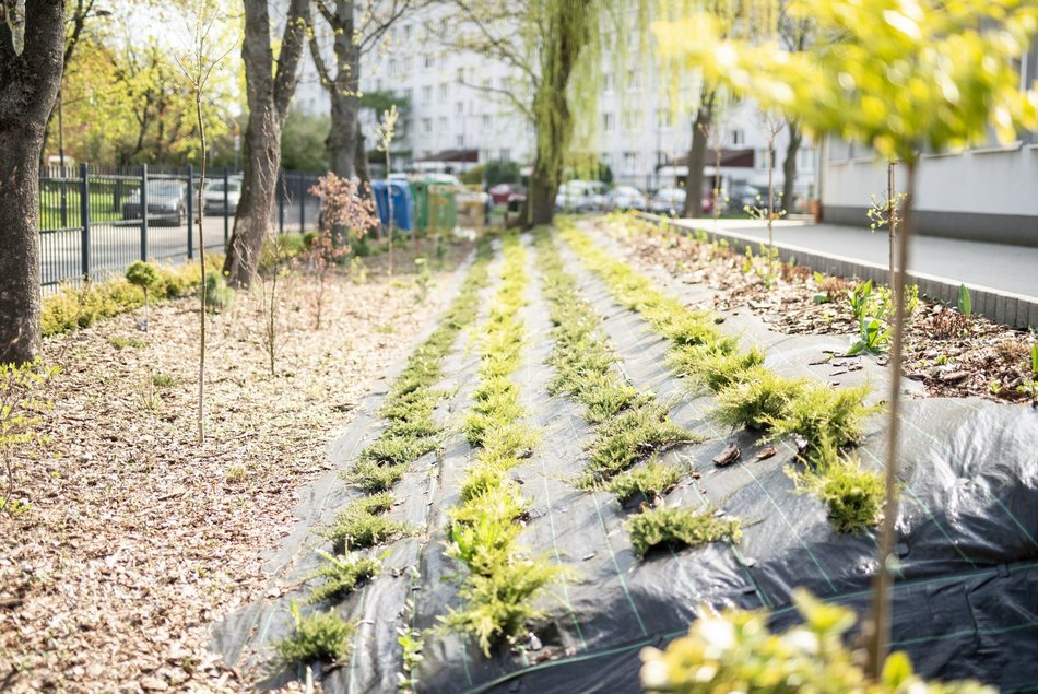 IX LO w Łodzi - fotowoltaika, ekologiczny ogródek i pompa ciepła