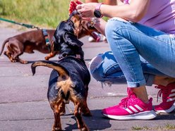 Jamnikówka w parku Poniatowskiego