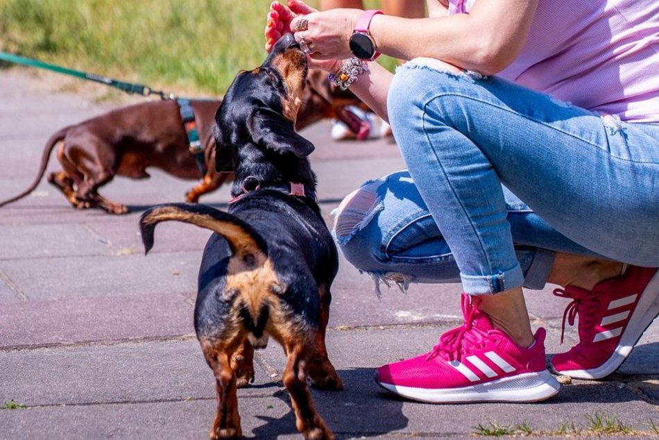 Jamnikówka w parku Poniatowskiego