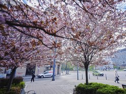 Łódź. Na skrzyżowaniu Kilińskiego i Narutowicza niczym w Japonii. Różowe drzewa przykuwają wzrok!